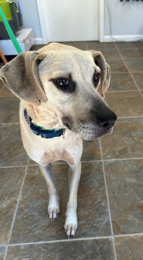 Biscuit, photo 3