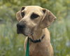 Biscuit - Photo 1