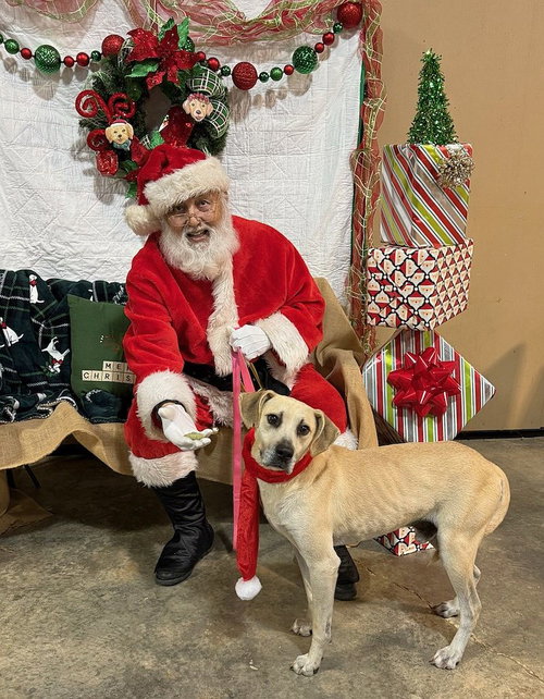 BISCUIT - Labrador Retriever / Hound available for adoption
