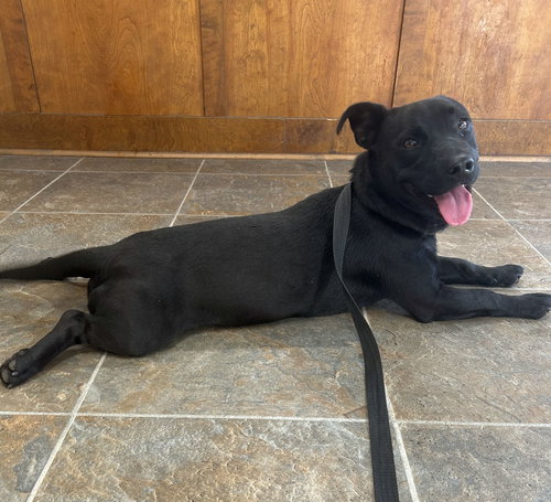 picture of the dog needing adoption