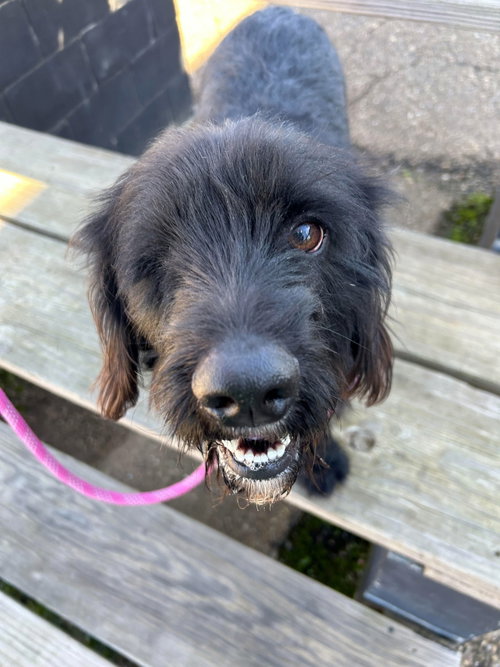 picture of the dog needing adoption