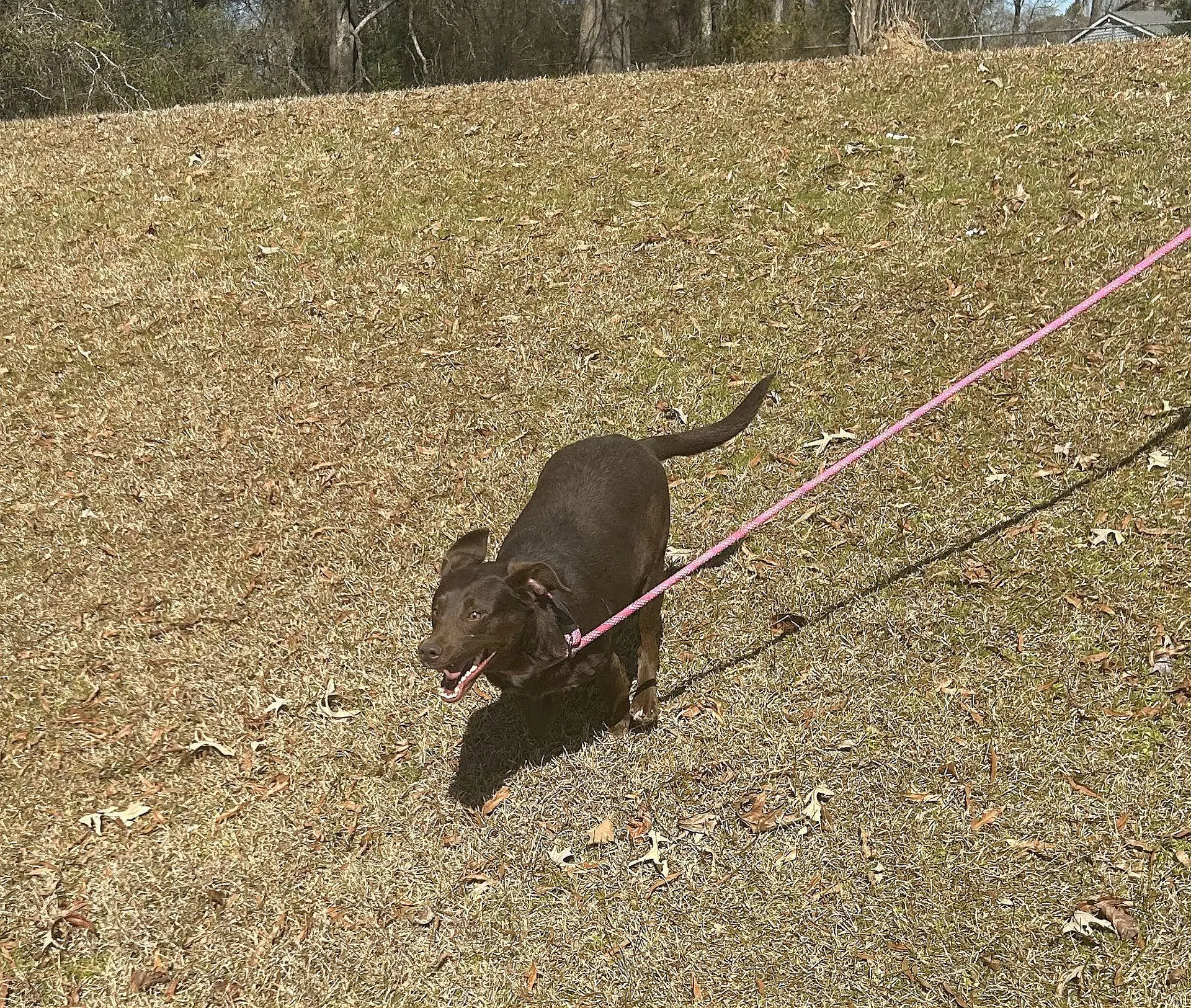 Lilah image 3