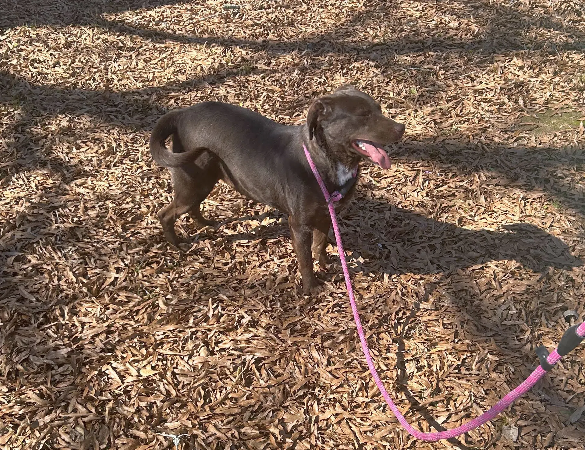 Lilah image 4