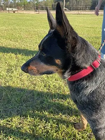 Murphy - Australian Cattle Dog/Blue Heeler
