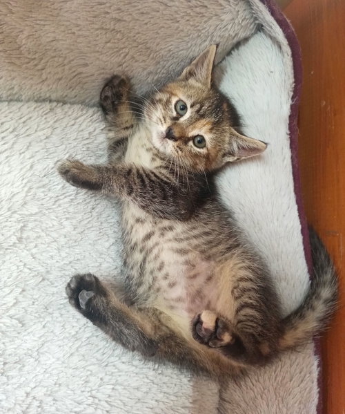 Claire, an adoptable Tabby in Monticello, MS