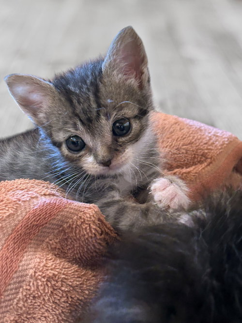 Baxter, an adoptable Tabby in Monticello, MS