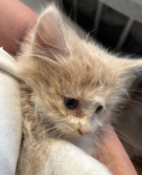 Peaches, an adoptable Domestic Long Hair in Monticello, MS