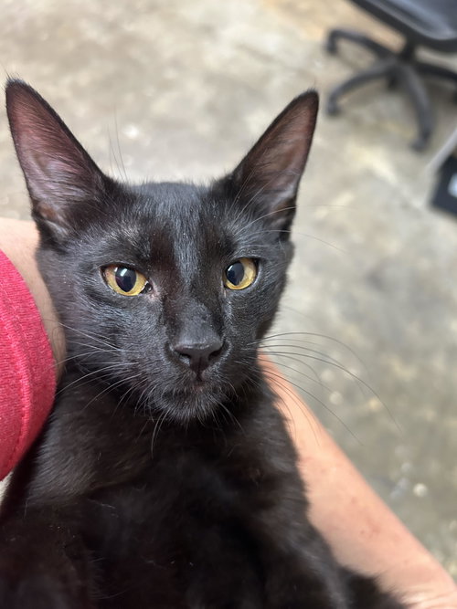 Gumbo, an adoptable Domestic Short Hair in Monticello, MS
