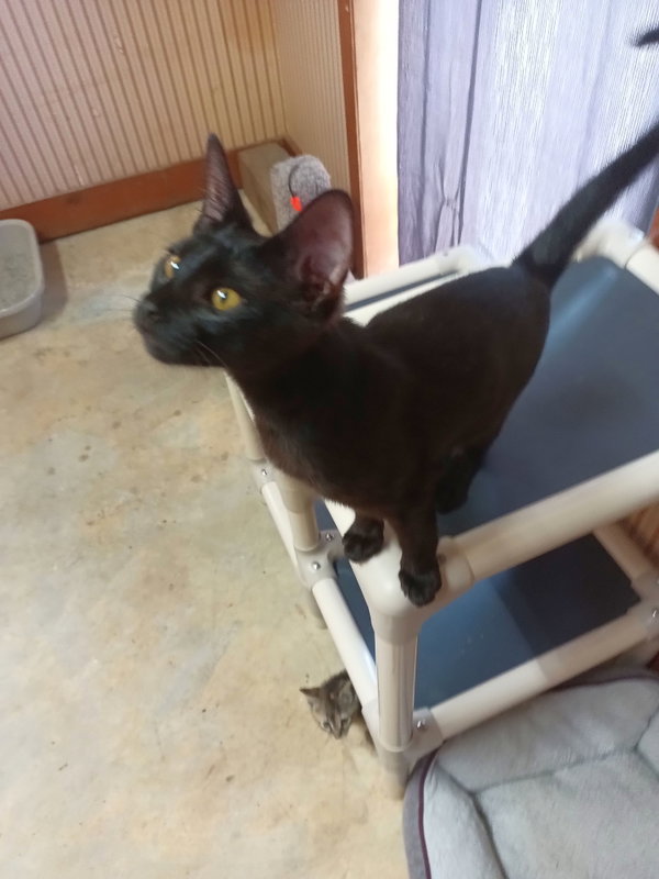 Gumbo