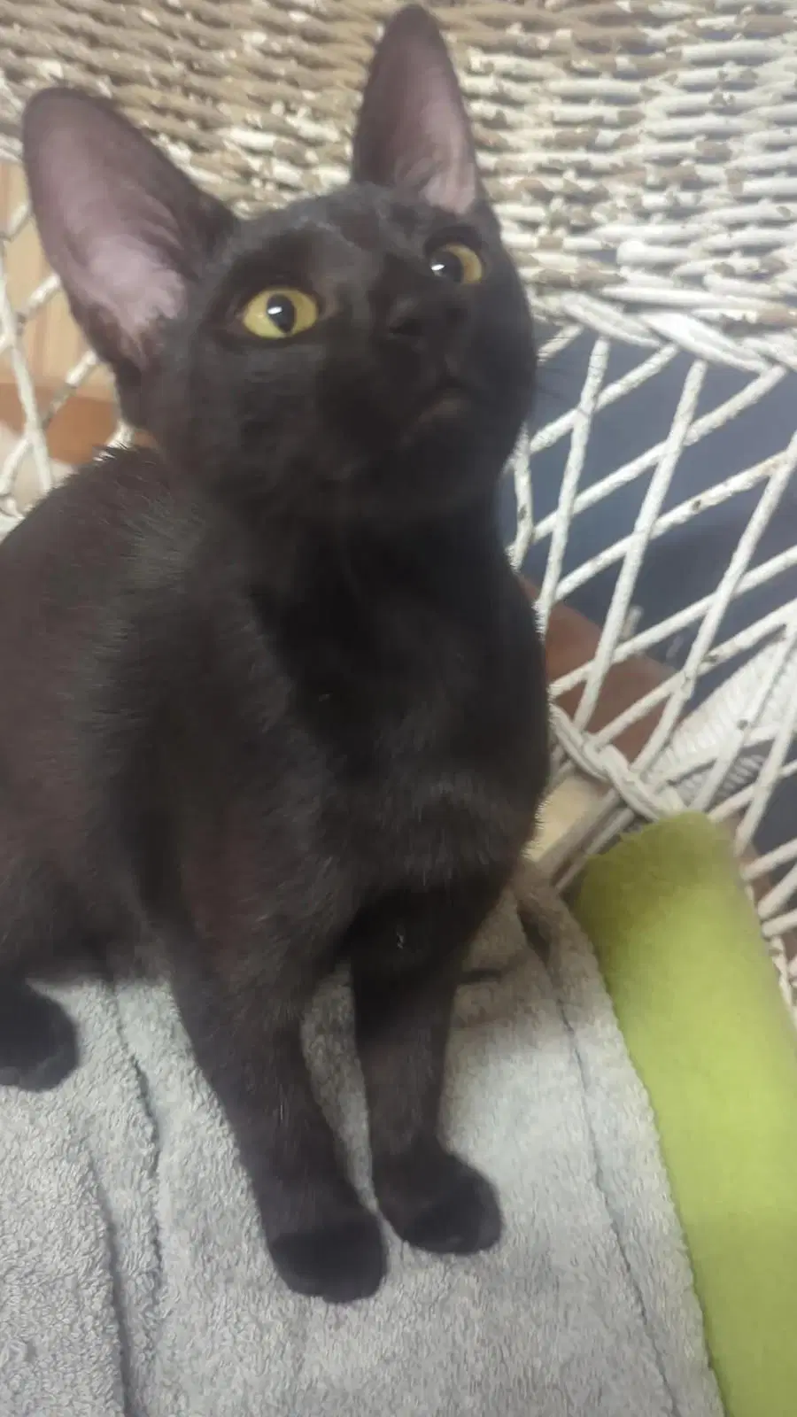 Gumbo - Domestic Short Hair