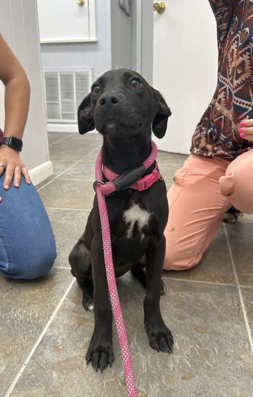 Mia, an adoptable Unknown breed in Monticello, MS