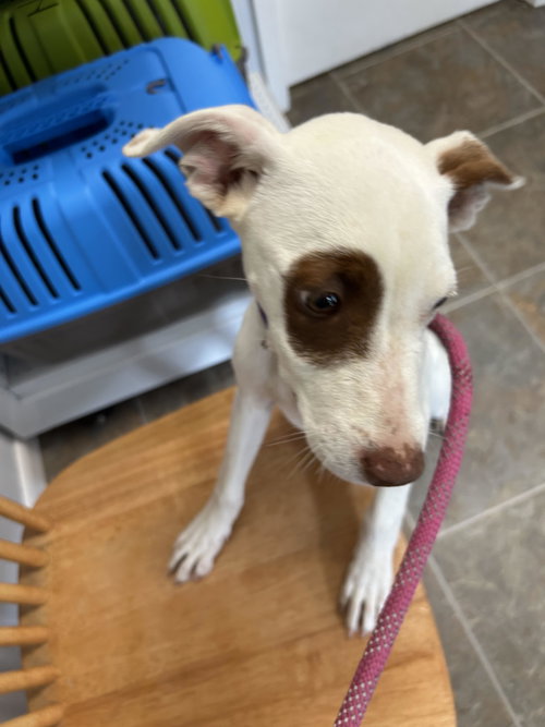 Molleigh, an adoptable Unknown breed in Monticello, MS