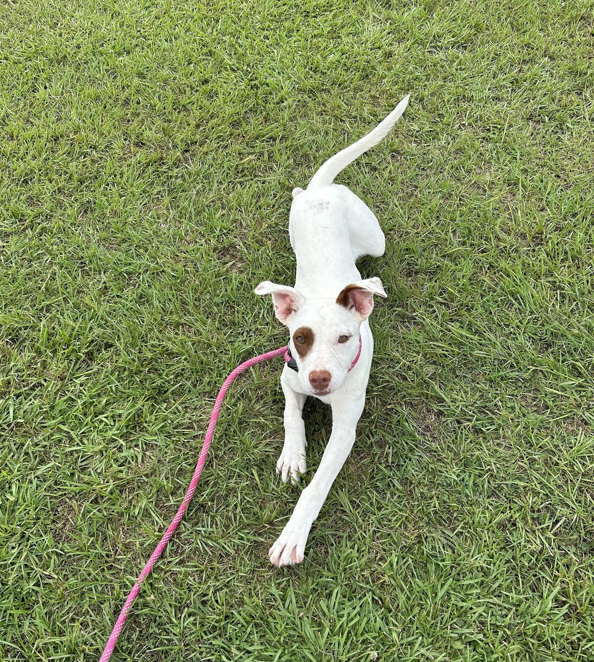 Molleigh image 4