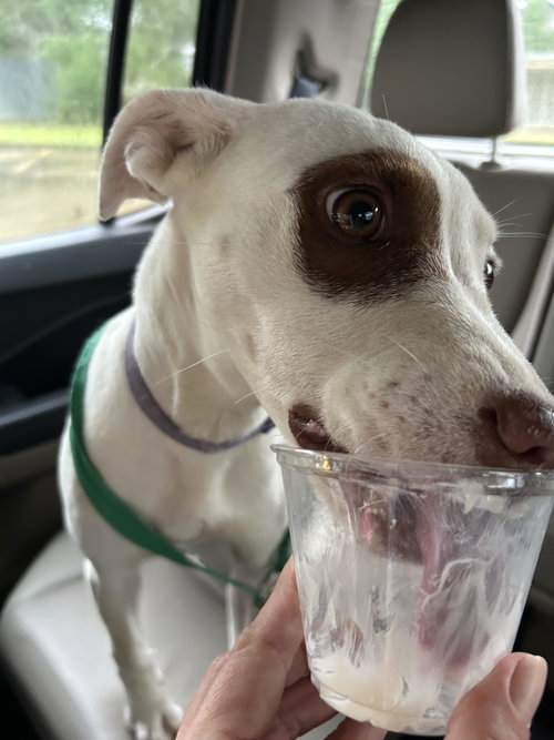 picture of the dog needing adoption