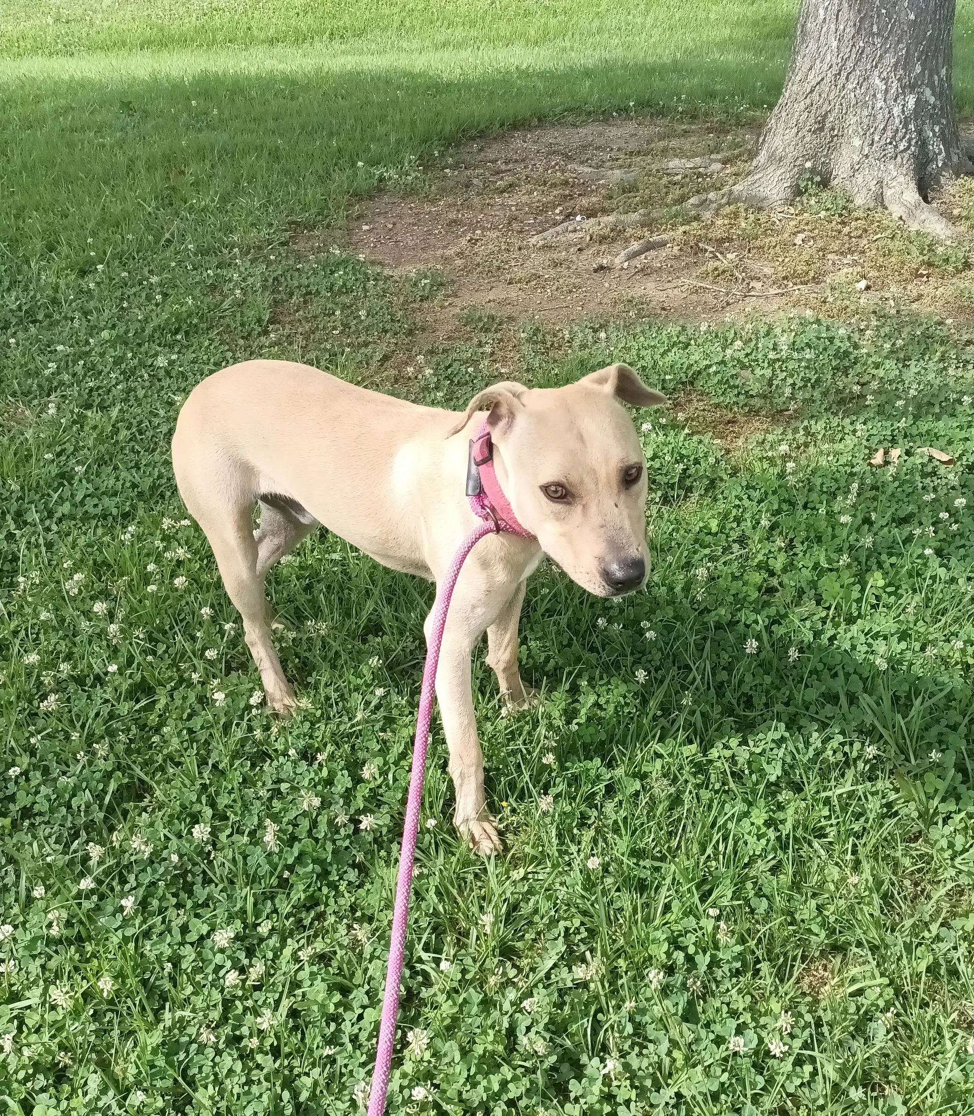 Parker - Black Mouth Cur