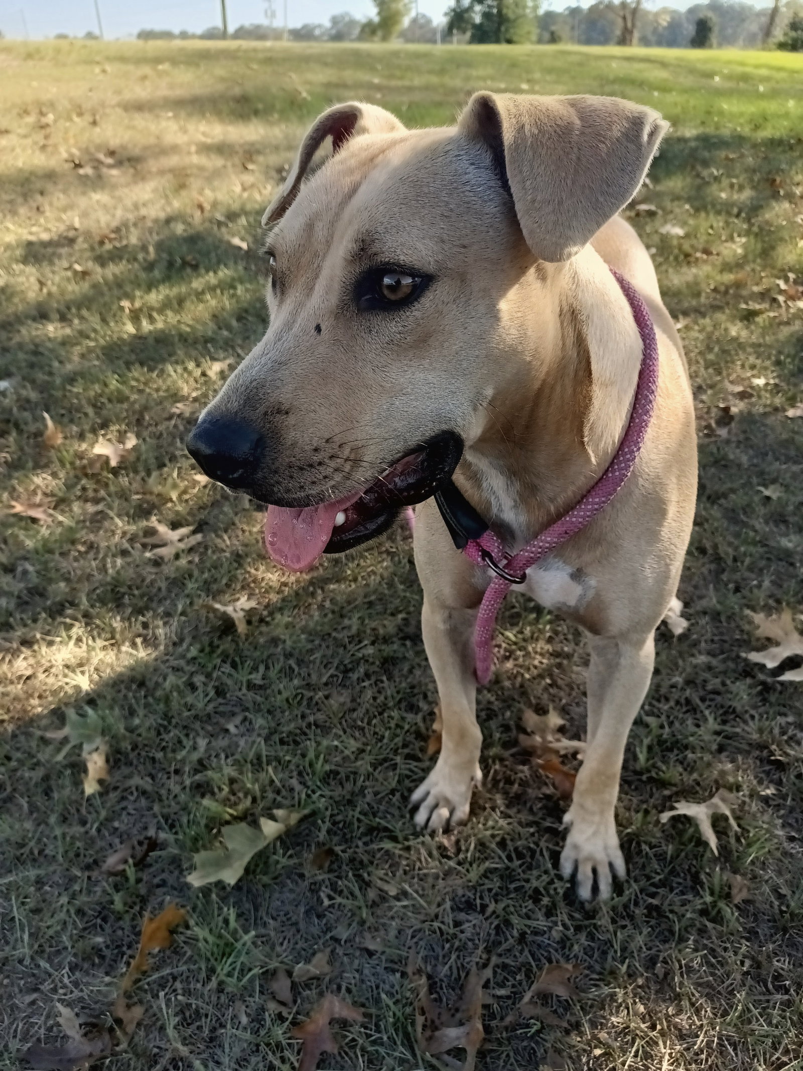 Parker, photo 2