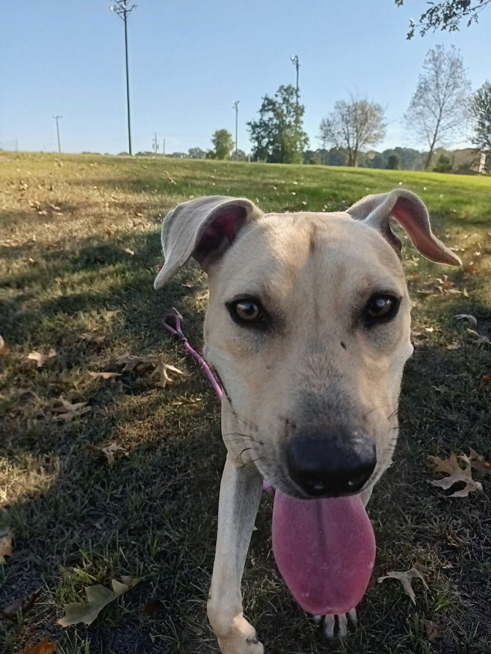 Parker, photo 3
