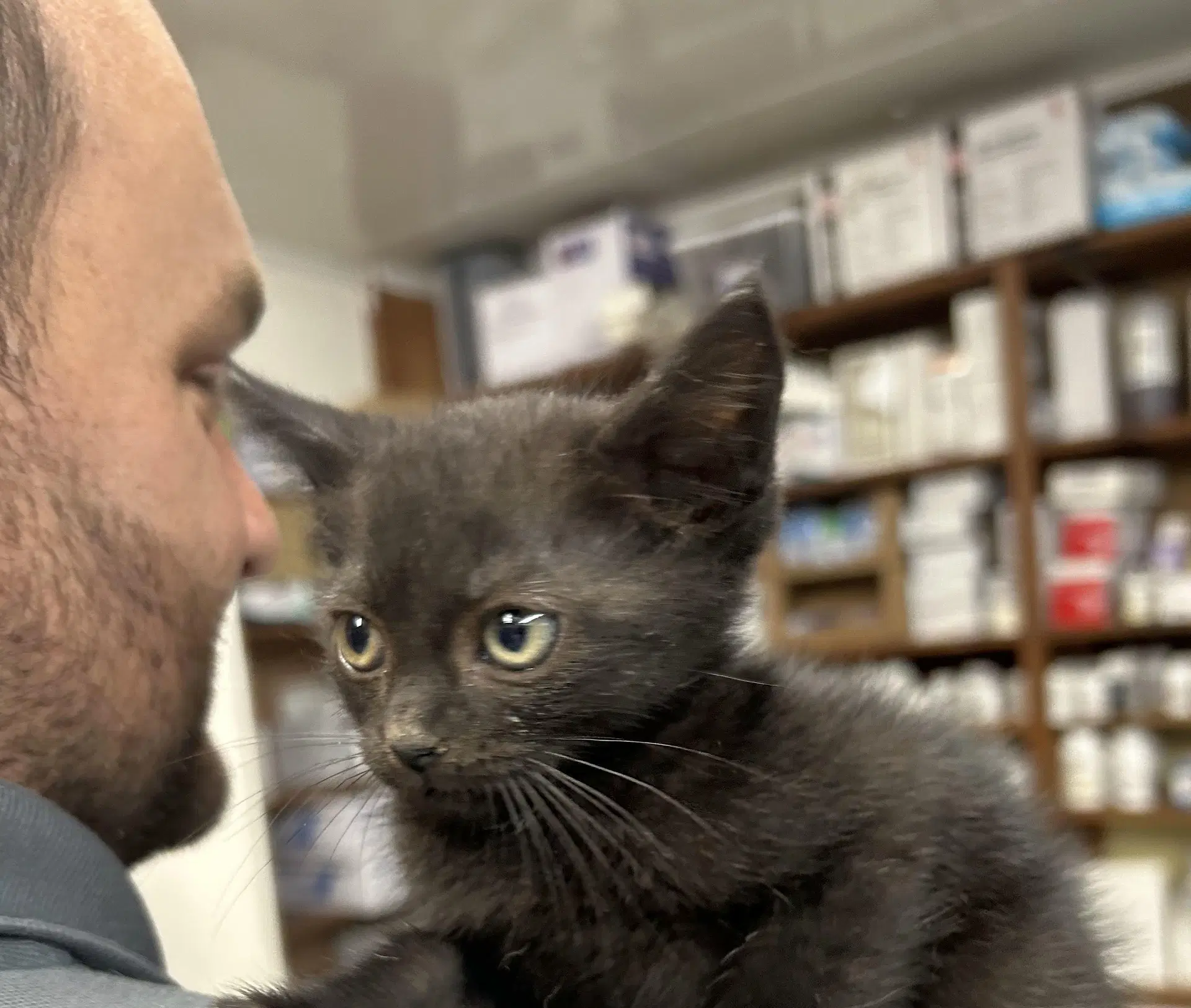 Cleo - Domestic Short Hair