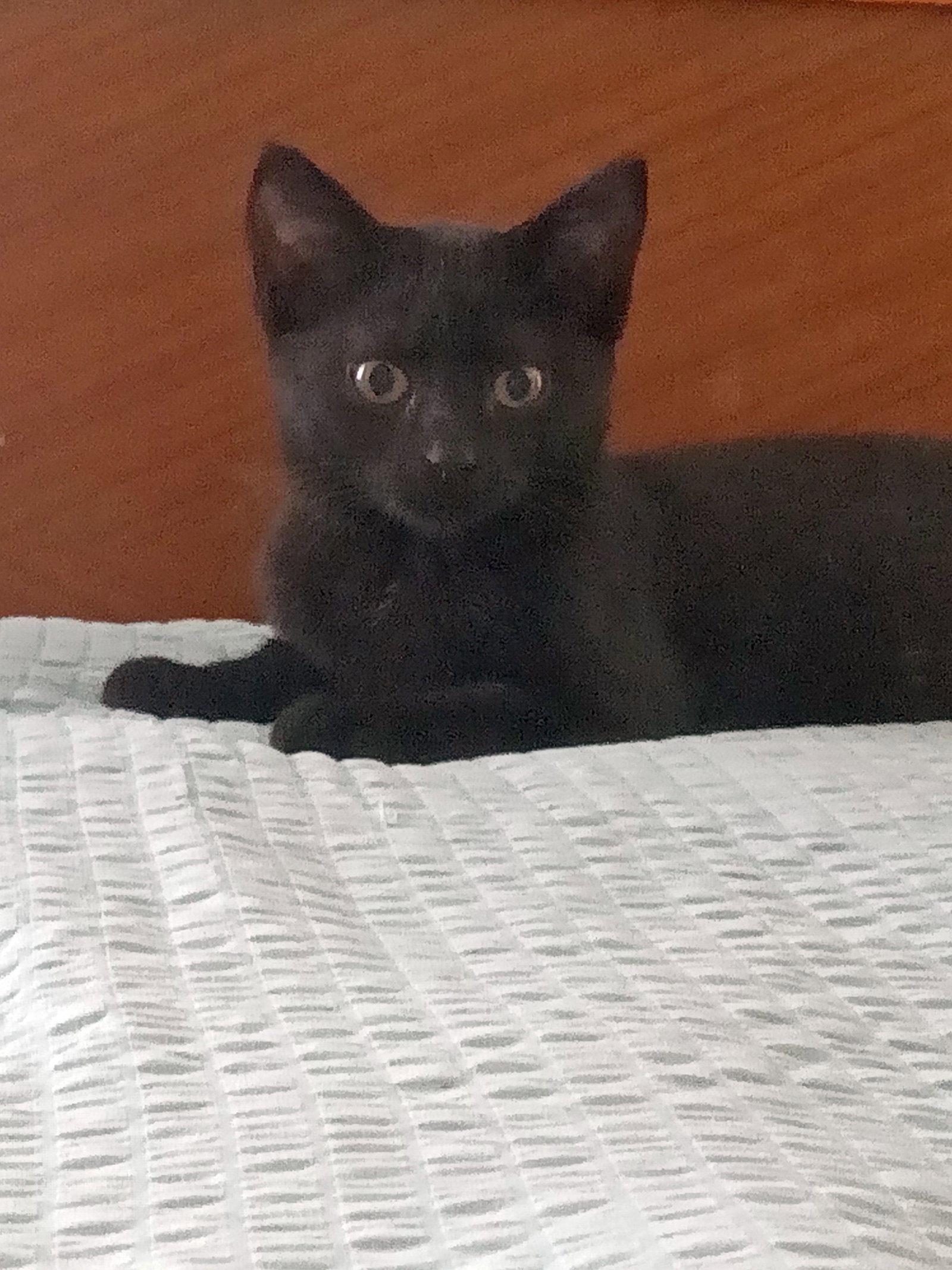 Salem, photo 5