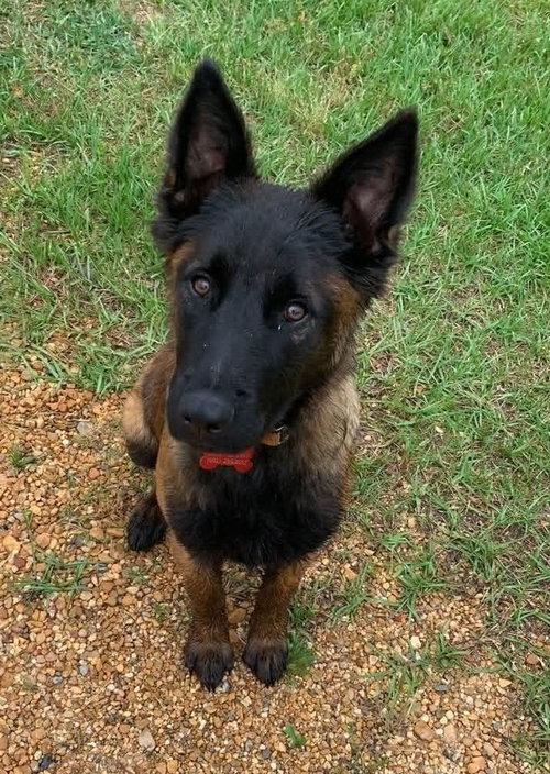 Diesel, an adoptable Belgian Shepherd Malinois in Monticello, MS