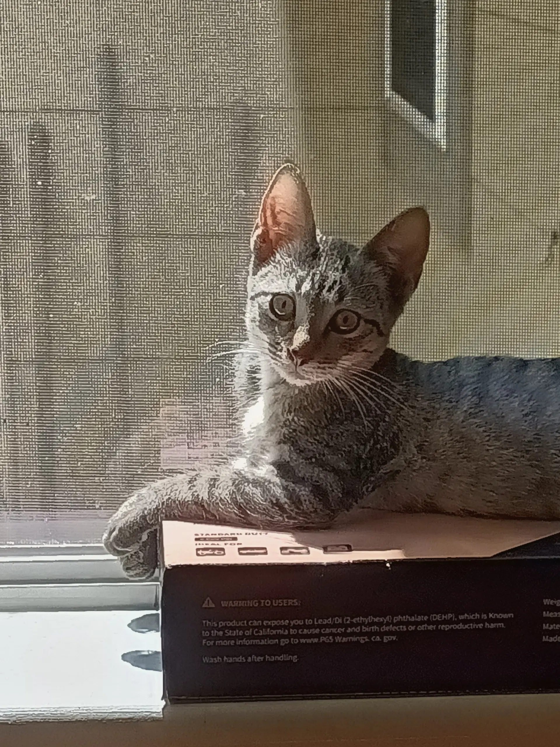 Skeeter - American Shorthair