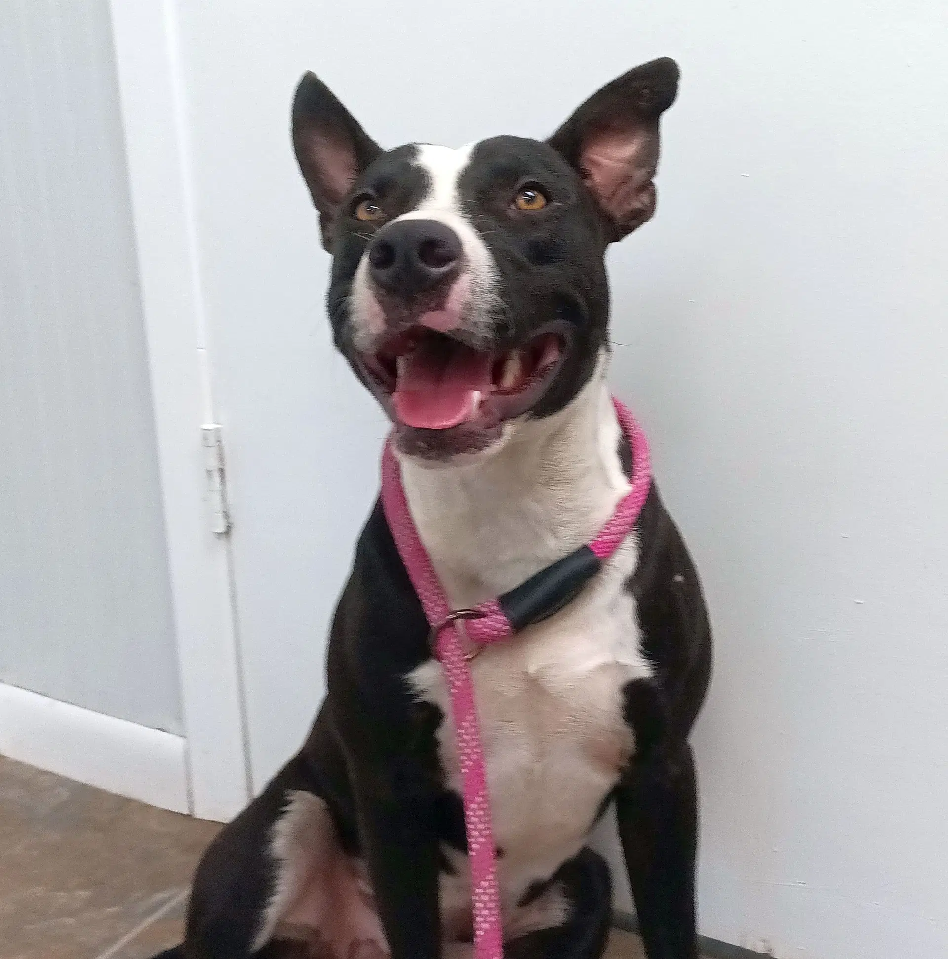 Duncan - American Staffordshire Terrier