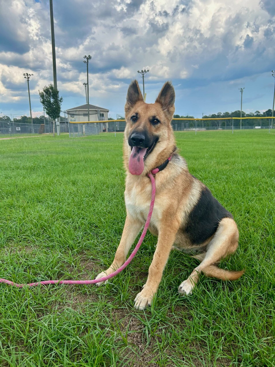 Pepper, German Shepherd Dog