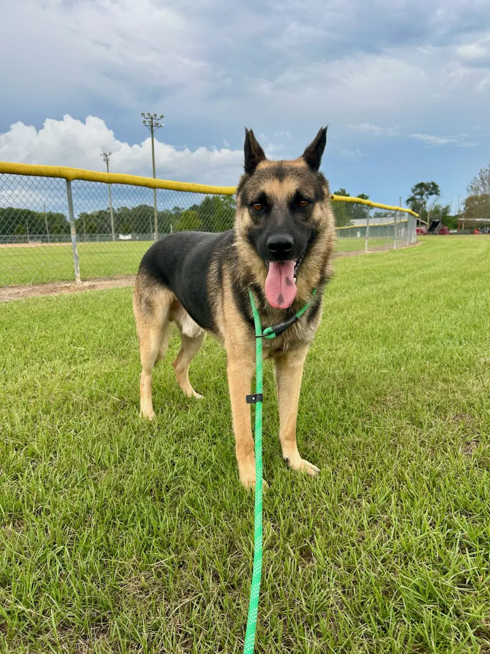 Diego - German Shepherd Dog