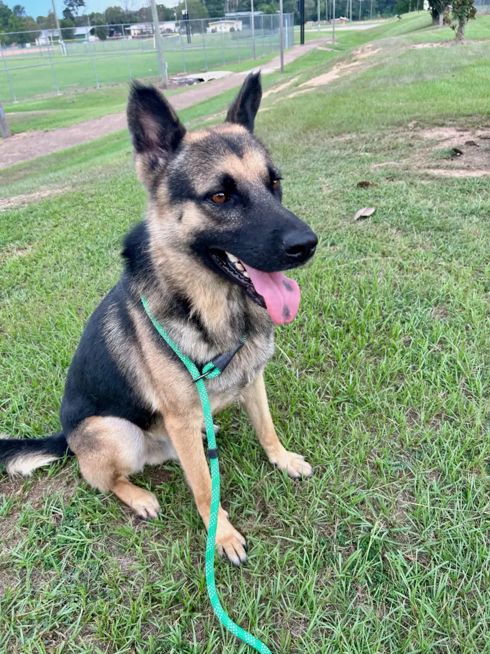 Diego image 2