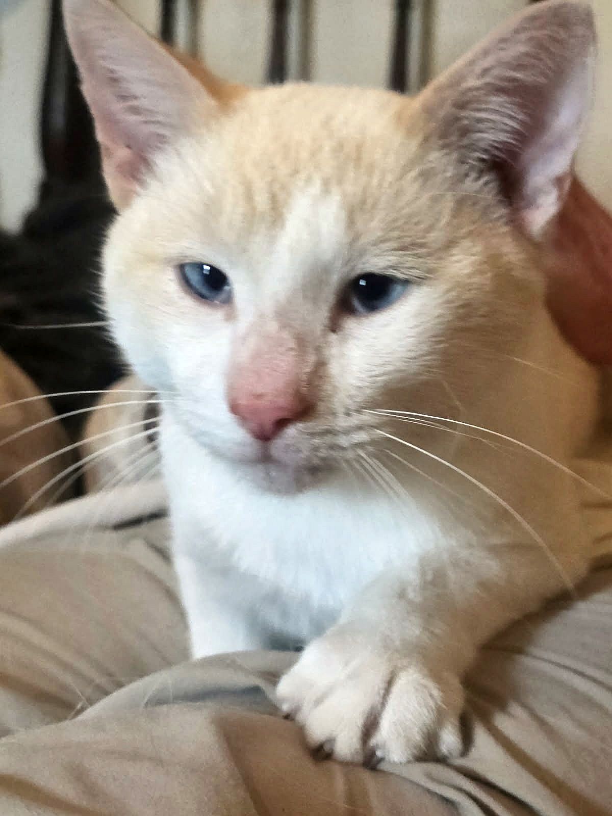 Snow, Siamese
