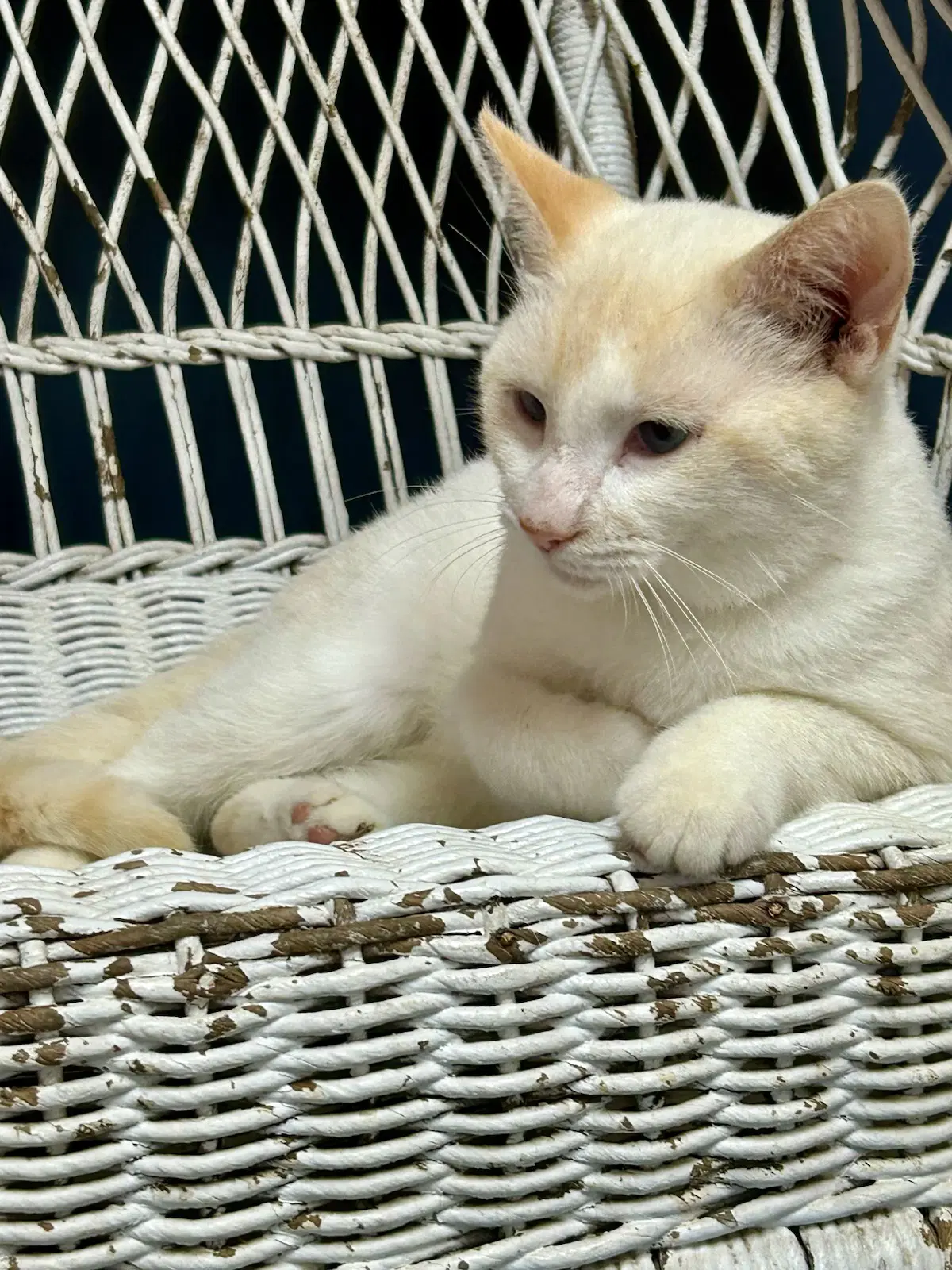 Snow - Siamese