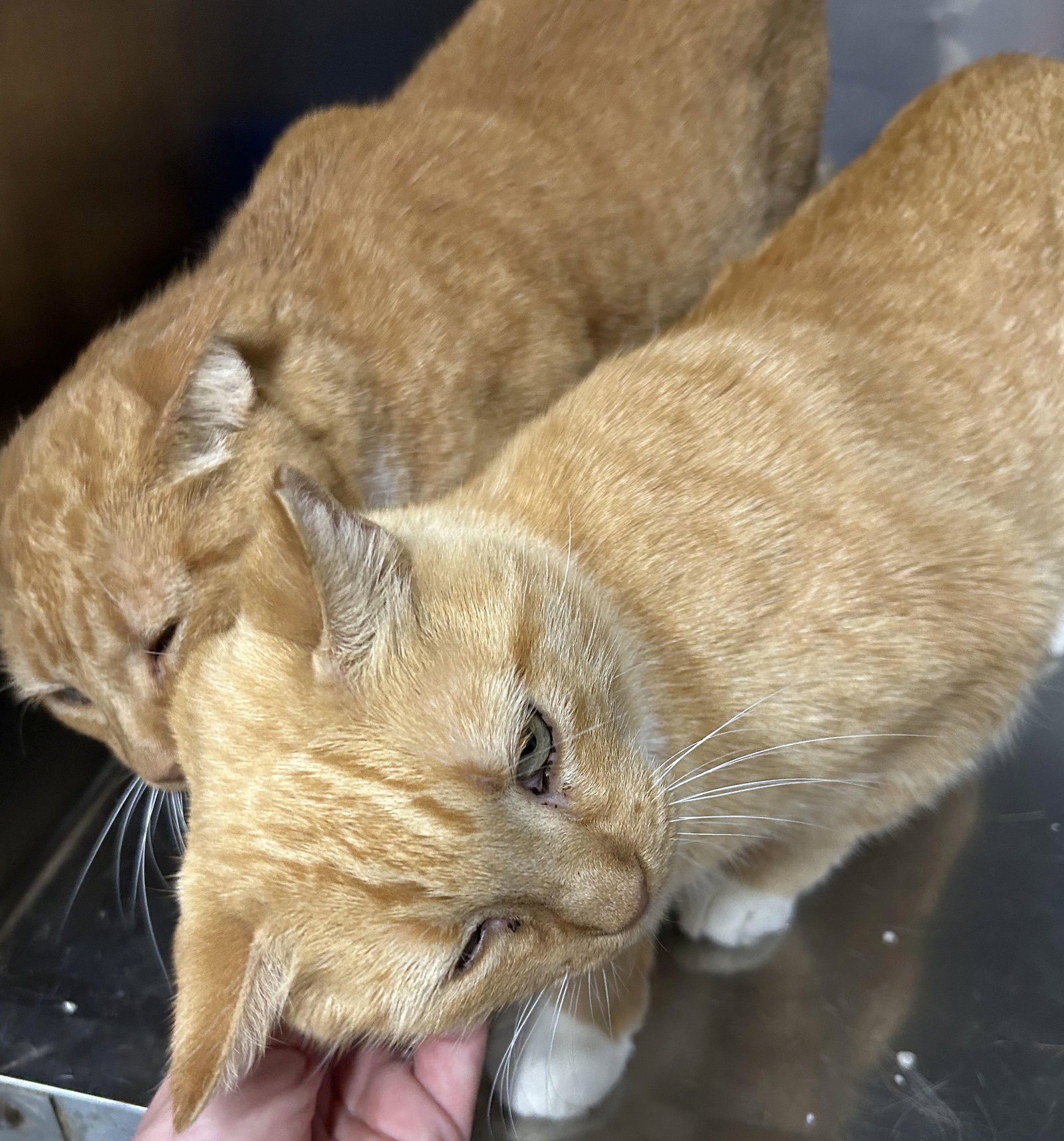 Amber & Autumn, American Shorthair