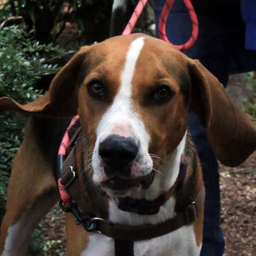 HENRY - Treeing Walker Coonhound available for adoption