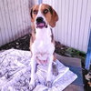 Henry - Photo 4