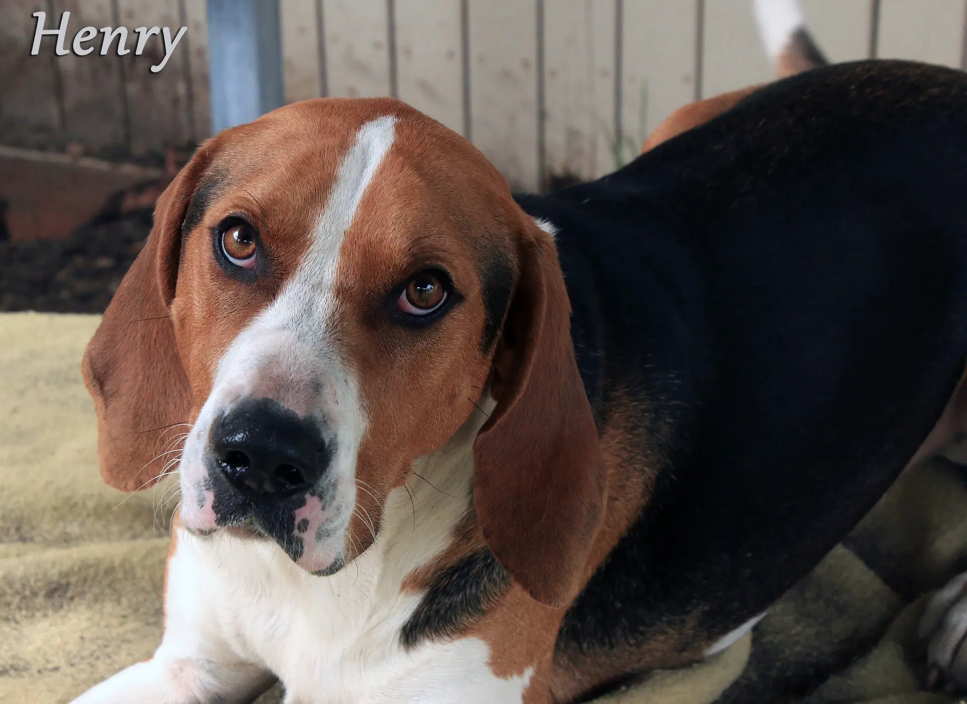Henry - Treeing Walker Coonhound