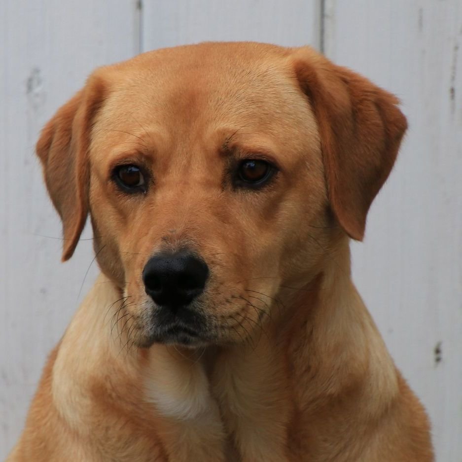 adoptable Dog in Sequim, WA named Pula