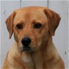 adoptable Dog in , WA named Pula