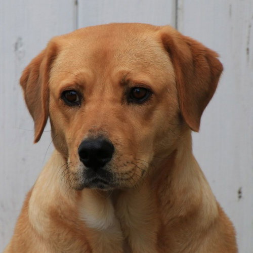 PULA - Shepherd / Labrador Retriever available for adoption