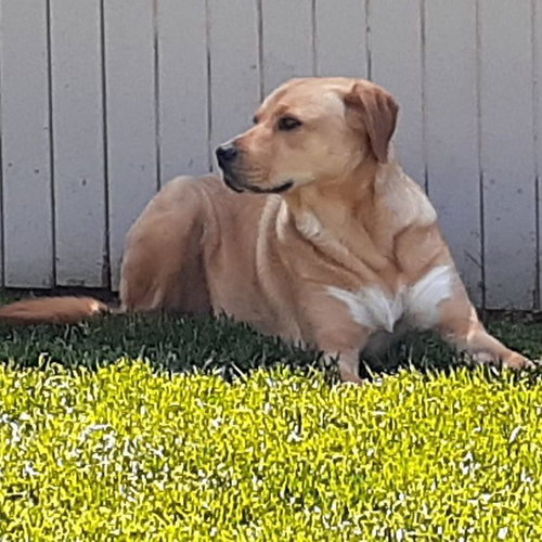 PULA - Shepherd / Labrador Retriever available for adoption