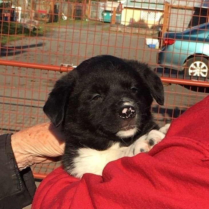adoptable Dog in Sequim, WA named Coal