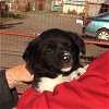 adoptable Dog in sequim, WA named Coal