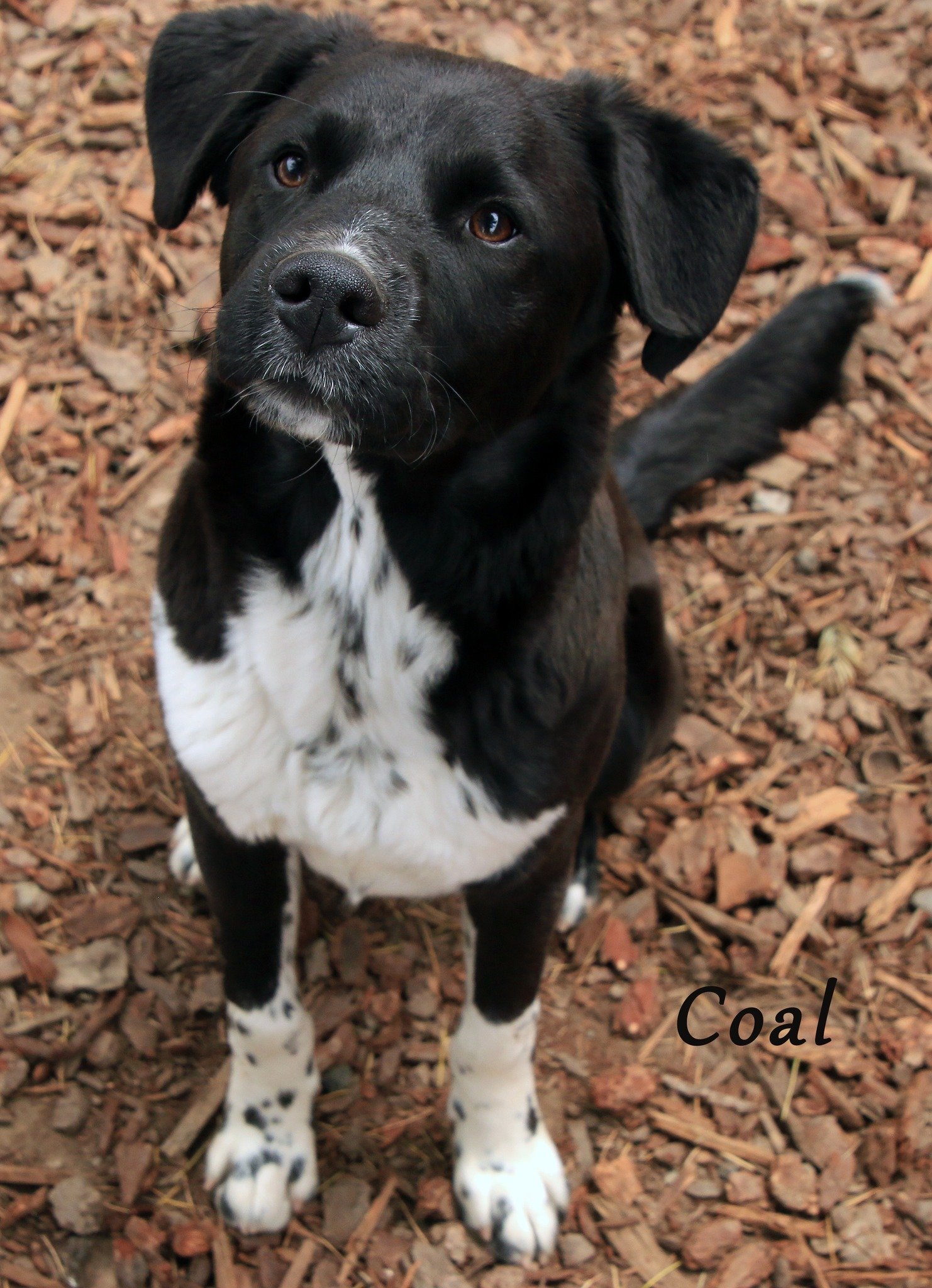 adoptable Dog in Sequim, WA named Coal
