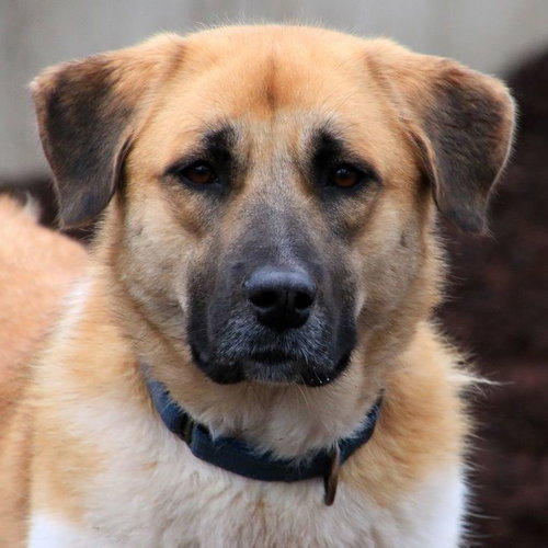 BECCA - Anatolian Shepherd available for adoption