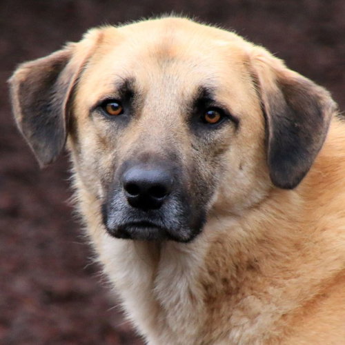 AUSTIN - Anatolian Shepherd / Great Pyrenees available for adoption