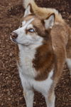 adoptable Dog in  named Juni