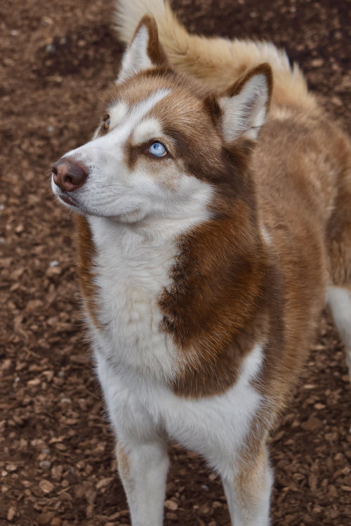 JUNI - Siberian Husky available for adoption