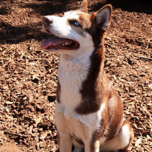 JUNI - Siberian Husky available for adoption