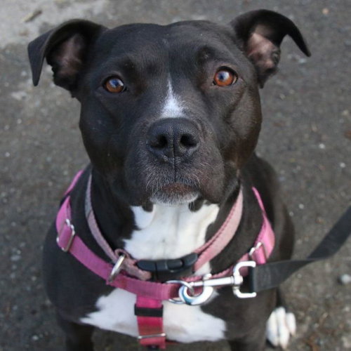 KYA - Staffordshire Bull Terrier available for adoption