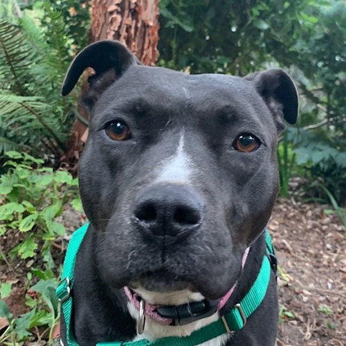KYA - Staffordshire Bull Terrier available for adoption