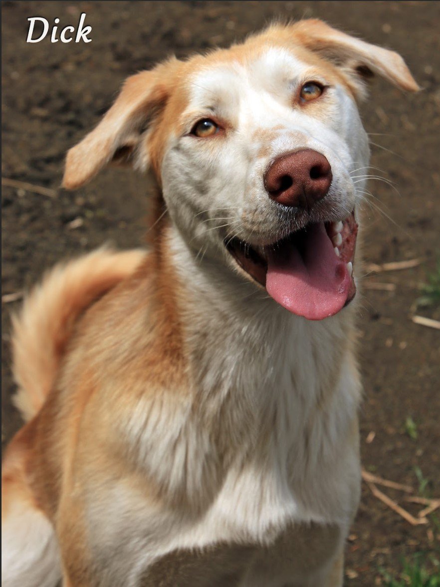 adoptable Dog in Sequim, WA named Dick